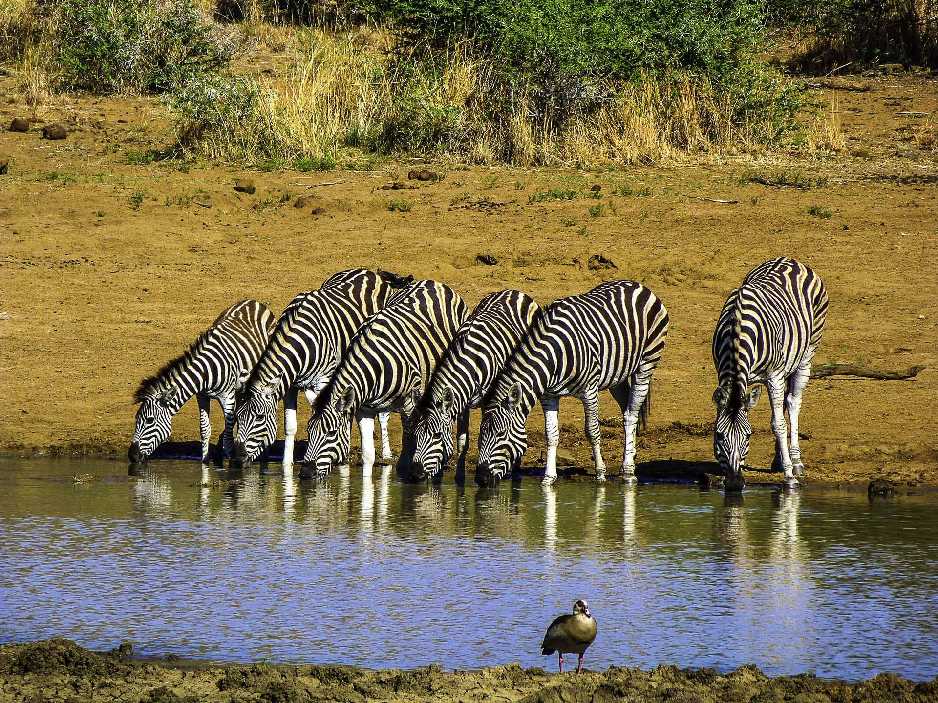 Pilanesberg Safari Experience